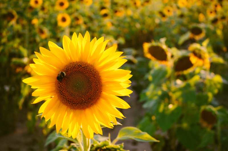 Produse apicole cu beneficii maxime pentru organism