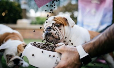Sfaturi importante pentru îngrijirea optimă a cățelușului tău