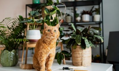 În prezent, mulți oameni au o pisică ca animal de companie acasă. Indiferent dacă este adoptat sau cumpărat, acest animal devine unul dintre membrii familiei, iar stăpânii săi au grijă să nu-i lipsească nimic. Dacă vrei să-ți cumperi o pisică trebuie să știi că trebuie o educi astfel încât să se comporte corespunzător acasă și cu toți oamenii sau animalele cu care interacționează. Educația este bine să o începi de la o vârstă fragedă, deoarece în primele luni de viață pisicile au o capacitate de învățare și memorare mai mare. Cu cât îmbătrânesc, cu atât le este mai dificil să-și schimbe obiceiurile sau comportamentele. Din acest motiv, trebuie să începi să o educi încă de când o aduci acasă. Este important să îți amintești că pisicile sunt diferite de câini. De regulă, pisicile sunt mai liniștite, dar și mai independente. Ele sunt mai puțin sociabile iar schimbarea obiceiurilor lor poate fi mai complicată. Pentru a realiza acest lucru, este esențial să nu-i impui nimic. Încearcă să o faci să înțeleagă ce este bine și ce este rău prin intermediul unui dresaj constant. Răbdarea este esențială în acest proces și, la rândul său, nu se recomandă utilizarea pedepsei ca metodă de învățare. Cu toate acestea, o opțiune perfectă este recompensarea comportamentelor sau atitudinilor bune, în așa fel încât să înțeleagă că este bine ceea ce face și să înceapă să repete aceste comportamente fără a fi nevoie să-i amintești. Oricum, pentru a educa cu ușurință o pisică, este important ca toți membrii familiei tale să colaboreze cu tine și să urmeze aceeași direcție în procesul de educație. Astfel, vei reuși să eviți anumite greșeli în educația sa, cum ar fi: - Să o educi ca pe un câine: După cum menționat mai sus, trebuie să știi cum să faci diferența între o pisică și un câine. Sunt animale de companie, dar modul lor de a fi este total diferit și, prin urmare, și cel de a-i educa. O pisică răspunde la comenzi atunci când vrea sau dacă vrea. - Nu ai răbdare: Educația unei pisici necesită timp imposibil de determinat. În unele cazuri durează mai puțin, în altele mai mult. Nu trebuie însă să te îndoiești că trebuie să câștigi încrederea, afecțiunea și respectul pisicii pentru ca ea să se comporte corect. - Recurgi la violență: Nici strigătele, nici atitudinile agresive nu vor determina o pisică să se comporte așa cum vrei. Dacă vei recurge la violență vei îngreuna lucrurile. Ce trebuie să învețe pisicile care stau în casă Există câteva aspecte esențiale pe care o pisică trebuie să le învețe: - Cum să utilizeze litiera: Utilizarea litierei este una dintre cele mai importante lecții pentru orice stăpân de pisică. Igiena este importantă și învățarea animalului să se ușureze într-un loc specific și adecvat ar trebui să fie o prioritate. Prin urmare, va trebui să-i alegi litiera perfectă și să o așezi într-o zonă în care pisica are o anumită intimitate și, în același timp, acces ușor. În plus, va trebui, de asemenea, curățată în fiecare zi, astfel încât pisica să se simtă confortabil când o folosește. - Să nu muște: Deși nu întotdeauna când o pisică mușcă sau zgârie, doare, este incomod și chiar periculos ca pisica să nu învețe că mușcatul este un lucru rău. Cu toate acestea, este evident că, din cauza stării sale, atunci când se joacă cu anumite obiecte își scoate unghiile și zgârie. - Să distrugă mobilierul: O soluție ideală pentru a te asigura că nu distruge obiecte de uz casnic sau mobilier este să îi cumperi un răzuitor care să-i satisfacă nevoia de a folosi ghearele. - Să nu se urce pe mobilier. Este indicat din motive igienă să o nu-i permiți să se urce pe mobilier. Mai ales în bucătărie, unde manipulezi diverse ingrediente și alimente care trebuie consumate. - Să nu miaune: Miaunatul este ceva tipic acestor animale, este modul lor de a se exprima și, prin urmare, nu trebuie evitat. Cu toate acestea, există pisici care, fără niciun motiv sau cauză, miaună noapte și trezesc stăpânii. Prin urmare, acest aspect trebuie controlat. De asemenea, dincolo de aceste aspecte legate de educație, este important să ai grijă de sănătatea pisicii. Pentru ca aceasta să fie sănătoasă este bine să-i oferi întotdeauna hrană de cea mai bună calitate. În acest sens, hrana naturală pentru pisici de la Lenda, este o opțiune perfectă. Pisica ta va adora hrana de la Lenda, întrucât este o hrană fabricată din ingrediente 100% naturale, fără conservanți, hormoni sau aditivi artificiali. Aceasta este fabricată în Spania, cu ingrediente atent selecționate de la fermele din Galicia. Fără grâu, lapte, carne roșie sau soia, hrana Lenda este mereu pe placul pisicilor. Alege-o, iar pisica ta va fi fericită și plină de energie.