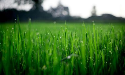 Cum să-ți pregătești grădina pentru temperaturile de vară