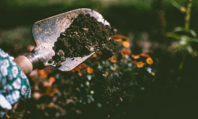 Vrei să te apuci de grădinărit? Top 3 pași pentru a deveni un grădinar de excepție