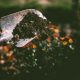 Vrei să te apuci de grădinărit? Top 3 pași pentru a deveni un grădinar de excepție
