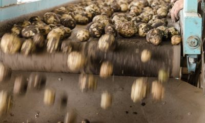 Cum să îmbunătățim igiena în industria alimentară