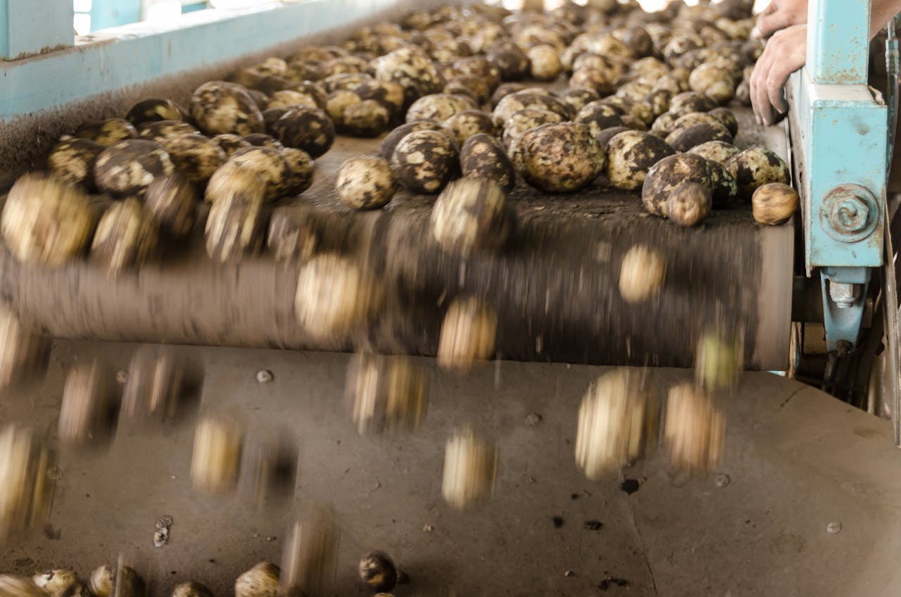 Cum să îmbunătățim igiena în industria alimentară
