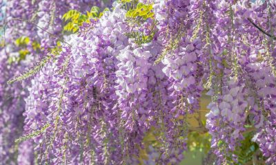 Cum poți crea un perete cu plante agățătoare la tine în curte? Top 3 pași de urmat