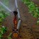 De ce o pompă submersibilă poate fi alegerea perfectă pentru grădina ta