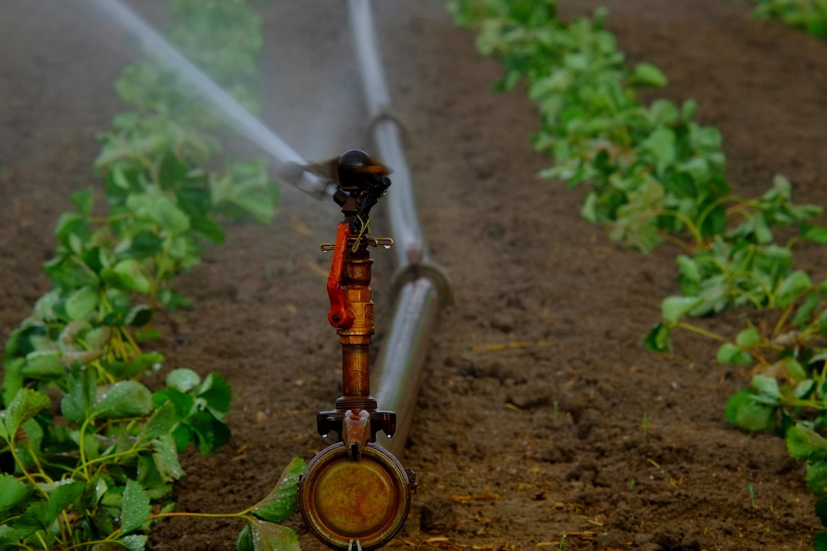 De ce o pompă submersibilă poate fi alegerea perfectă pentru grădina ta