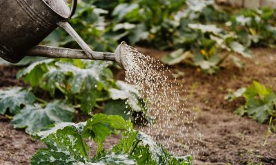 Irigarea grădinii: ce greșeli să eviți pentru plante sănătoase