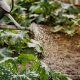 Irigarea grădinii: ce greșeli să eviți pentru plante sănătoase