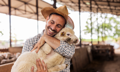 gard-electric-romania-animale-oi