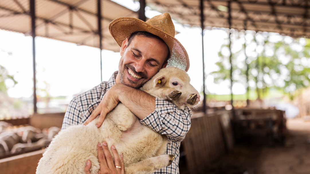 gard-electric-romania-animale-oi