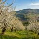 Chorus 50 WG: substanță activă, doze și momente de aplicare la pomii fructiferi