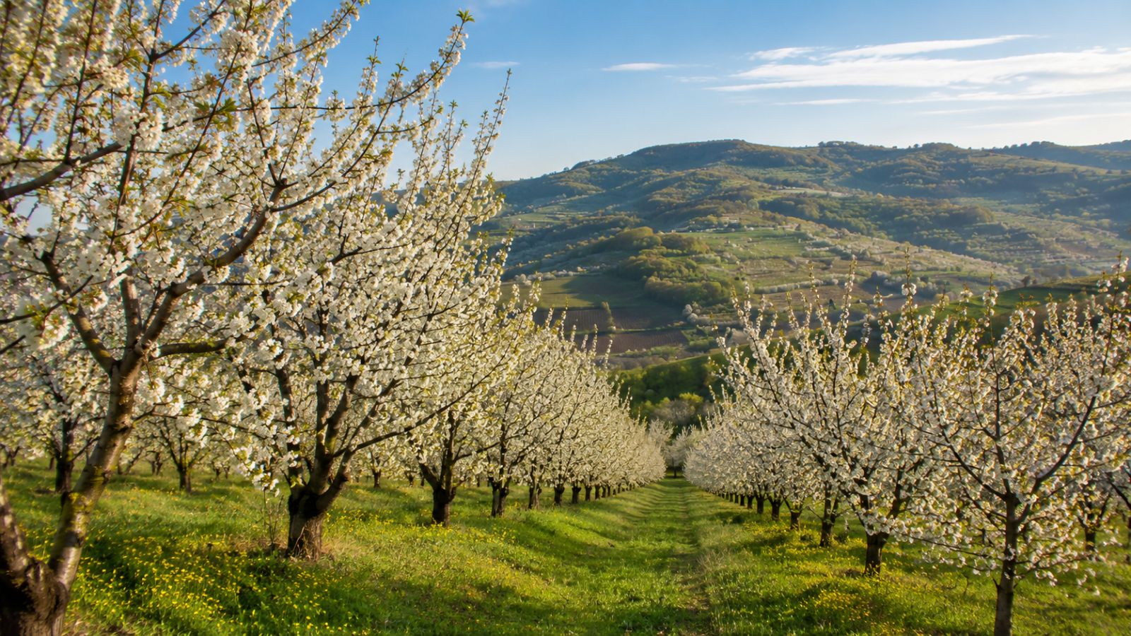 Chorus 50 WG: substanță activă, doze și momente de aplicare la pomii fructiferi