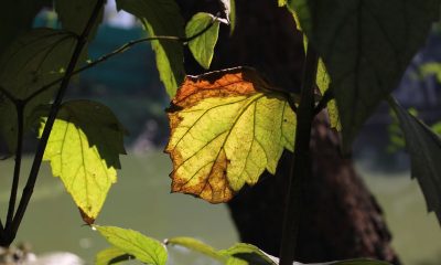 Semnele ascunse de boală: cum recunoști o plantă bolnavă după aspectul frunzelor