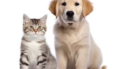 Viata cu un animal intr-un apartament mic