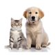 Viata cu un animal intr-un apartament mic