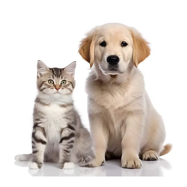 Viata cu un animal intr-un apartament mic